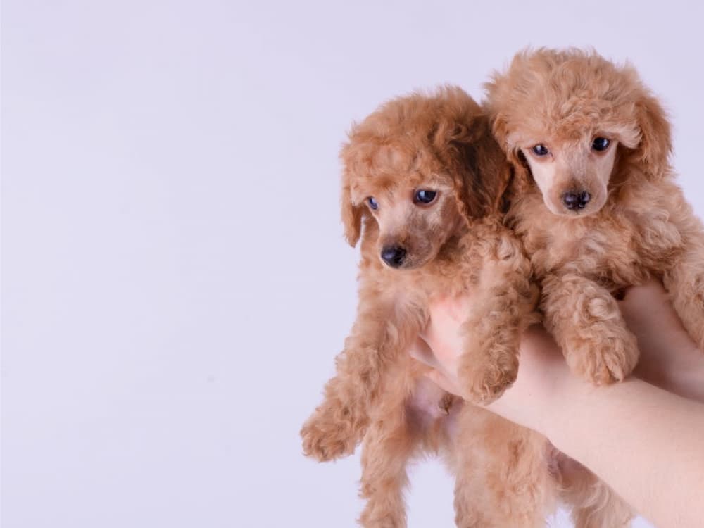 Лицензия на осуществление ветеринарной деятельности